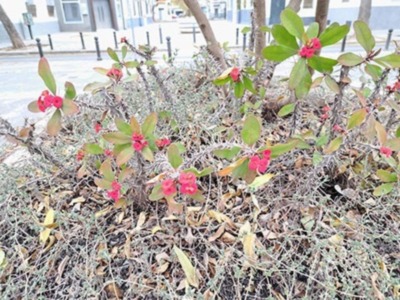 La Espina de Cristo, una planta muy presente en la jardinería de Sevilla.