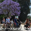 Sevilla y la luz de las Jacarandas.
