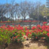 Los rosales sevillana embellecen los jardines de Sevilla.