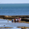 Chipiona edita como cada verano un bando para proteger sus milenarios corrales de pesca