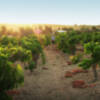 "Un vino antiguo en una aldea global", un recorrido por el legendario vino Jerez-Sherry