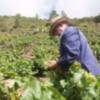 Trabajo agrícola, indispensable para la vida, en "Cabeza, corazón y manos"