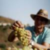El documental "la Vid(a)" sobre la uva pasa moscatel de la Axarquía, en Andalucía Televisión