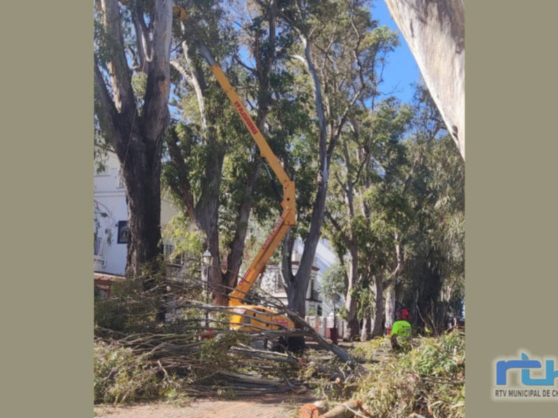 Comienzan los trabajos de poda de los eucaliptos de la avenida de Jerez para garantizar la seguridad ciudadana 