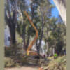Comienzan los trabajos de poda de los eucaliptos de la avenida de Jerez para garantizar la seguridad ciudadana 