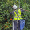 Más de un millón de naranjas amargas han sido ya retiradas de los naranjos sevillanos
