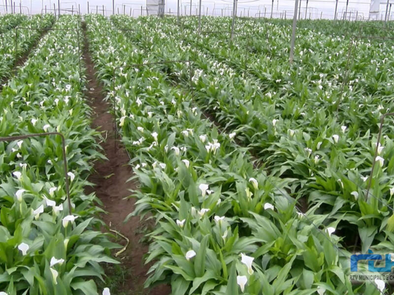 El Consejo Local Agrario es informado sobre los recursos hídricos de que dispone la agricultura de Chipiona ante la situación de sequía 