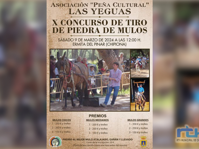 Este sábado llega el concurso de tiro de piedra por mulos en Chipiona