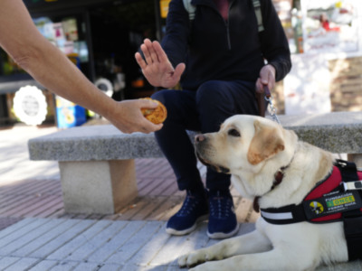 Los perros guía de la ONCE en Sevilla piden que no los distraigas con alimentos 