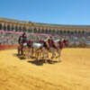 XXXVIII Exhibición de enganche de  Sevilla 2024