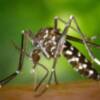 La lucha contra el mosquito portador del virus del Nilo, en "Los Reporteros"