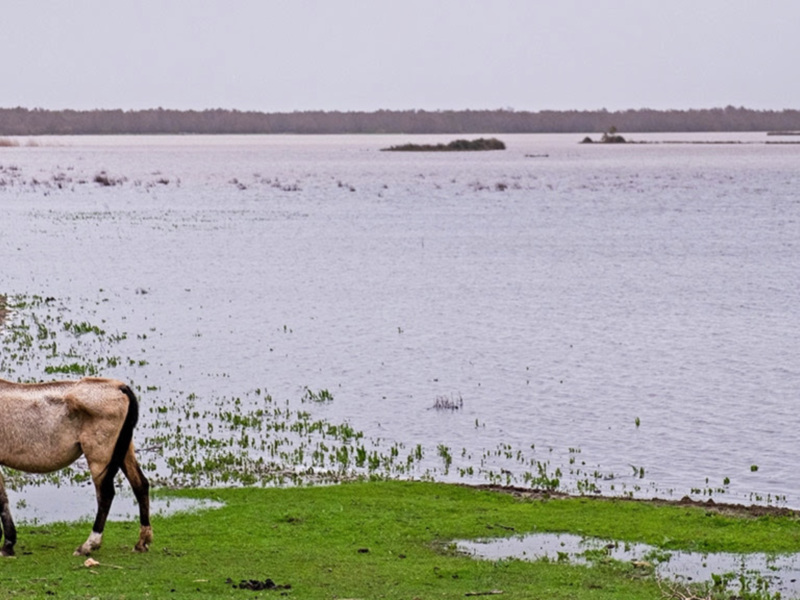 El nacimiento del Parque de Doñana en "El hombre que salvó al paraíso"