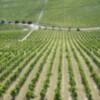 La vendimia del Marco de Jerez empieza a dar tímidamente sus primeros pasos, con perspectivas muy positivas, tanto en calidad como en cantidad
