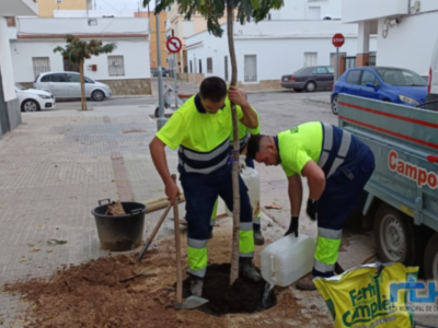   La Delegación de Parques y Jardines inicia la replantación de marras arbóreas en la localidad con una inversión de 65.250 euros