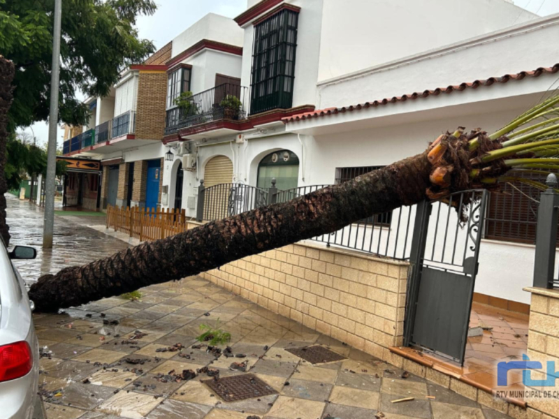 Actividades suspendidas, avenidas cortadas y mucho arbolado afectado por el temporal del pasado fin de semana