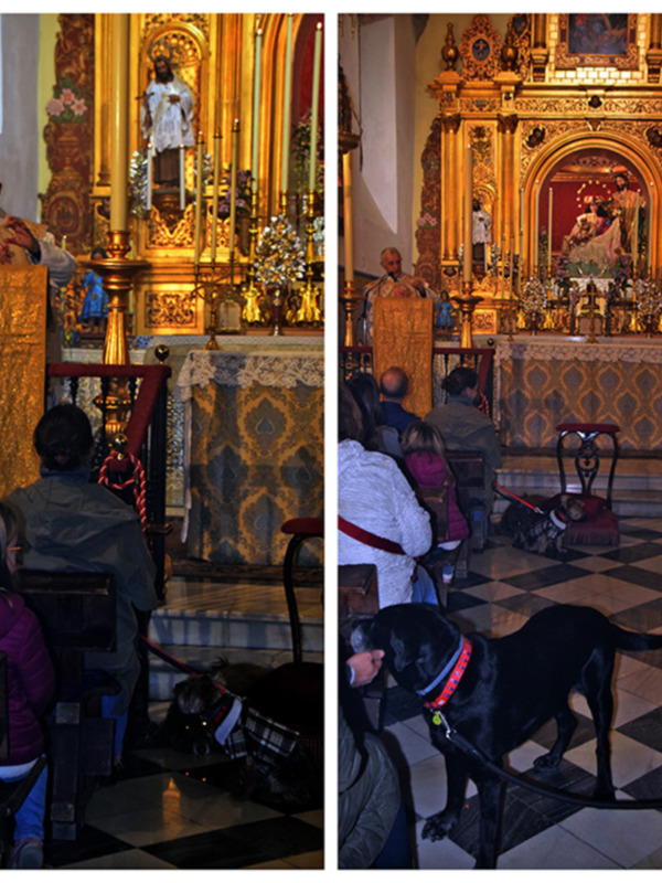  Bendición de Mascotas en la Capilla de la Divina Pastora de Sevilla por San Antón