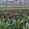 El Consejo Local Agrario de Chipiona ultima AgroChipiona 2025 y trata temas como la reutilización del agua depurada y los daños por el temporal 