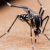 Picaduras de insectos, virus del Nilo y móviles en verano en "Salud al día"