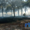 Tano Guzmán recuerda que en 2022 se solicitó a la Junta introducir pastoreo controlado en el pinar para prevenir incendios