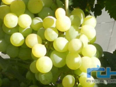 Chipiona podrá etiquetar sus vinos como Jerez-Xérès-Sherry tras su inclusión en la Zona de Crianza