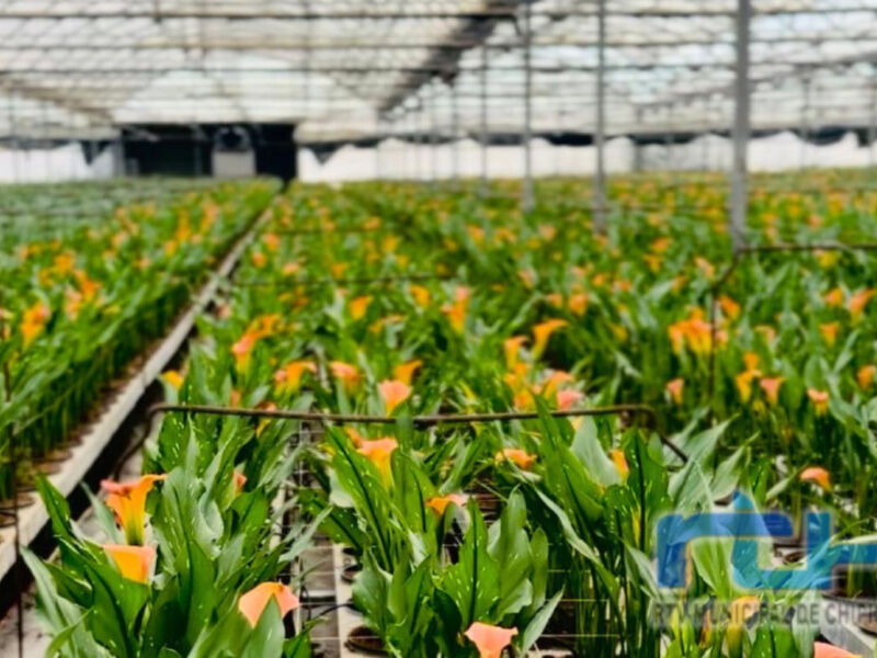 Un hermoso huerto de tulipanes en floración, con colores naranjas y amarillos que brillan bajo la luz del día. La estructura de acero de la granja se ve en el fondo, proporcionando un marco perfecto para este espectáculo floral.