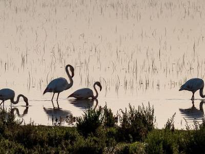 "Cambio Climático" nos adentra en la creación de un laboratorio para la biodiversidad en Doñana