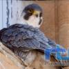 Chipiona solicita la suspensión temporal de las visitas al faro hasta que abandonen su nido los polluelos de un halcón peregrino