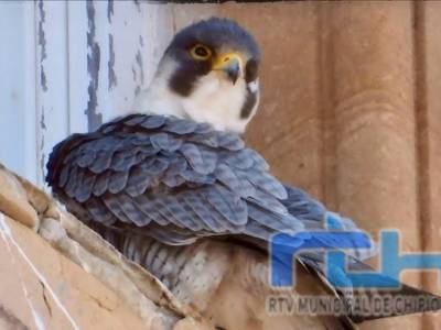 Chipiona solicita la suspensión temporal de las visitas al faro hasta que abandonen su nido los polluelos de un halcón peregrino