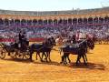 “La 40ª Exhibición de Enganches rinde homenaje a Ronda y a la tradición ecuestre en Sevilla”