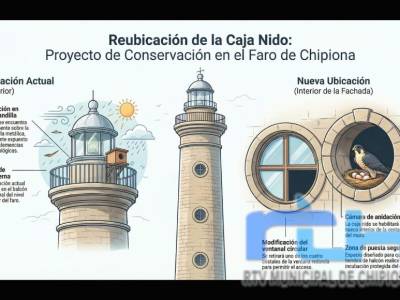 El nido del halcón peregrino del faro de Chipiona será reubicado